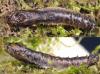 Tipula lunata