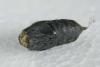 Lymantria dispar