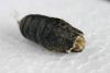 Lymantria dispar