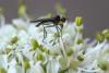277090 – Photo : Daniel Ventard – France (71)