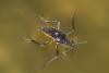 277324 – Photo : Bernard Saquet – France (83)