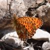 277810 – Photo : sofiane lemieuvre – France (74)