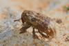 277328 – Photo : Bernard Nogues – France (83)