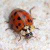 277470 – Photo : jean-claude josien – France (62)