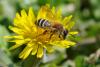 277507 – Photo : Olivier Pouvreau – France (86)