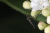 277056 – Photo : Simon Thevenin – France (13)