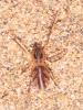 277632 – Photo : alain Roujas – Maroc