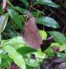 277964 – Photo : Bernard Perthuis – Guyane française