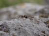 277575 – Photo : Corentin Vandesteene – France (62)