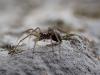 277574 – Photo : Corentin Vandesteene – France (62)
