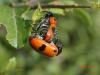 277396 – Photo : Michèle Guinnet – France (69)