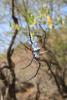 277570 – Photo : Gerard VIGO – Oman