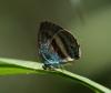 277024 – Photo : Alexandre Vinot – Guyane française