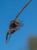 277581 – Photo : BourrinOman – France (83)
