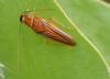 277466 – Photo : Bernard Perthuis – Guyane française