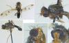 Geomyza tripunctata