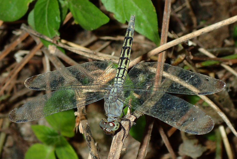 Didier Petot - Neurothemis sp. - réf. 277120 (1000 x 672 pixels, 205 ko)