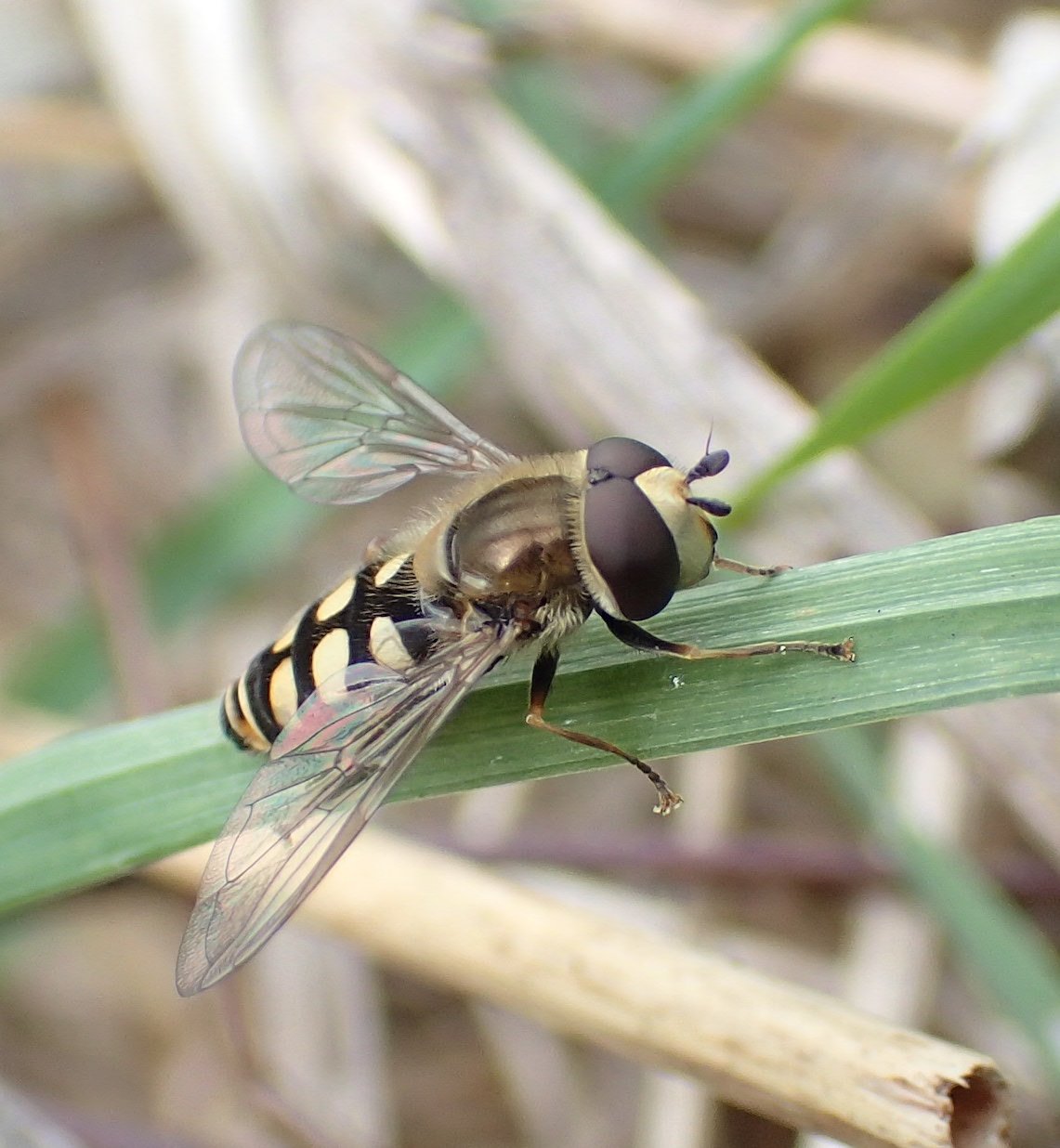 Catherine Reymonet-Smitten - Eupeodes (Eupeodes) luniger - réf. 277035 (1141 x 1236 pixels, 170 ko)
