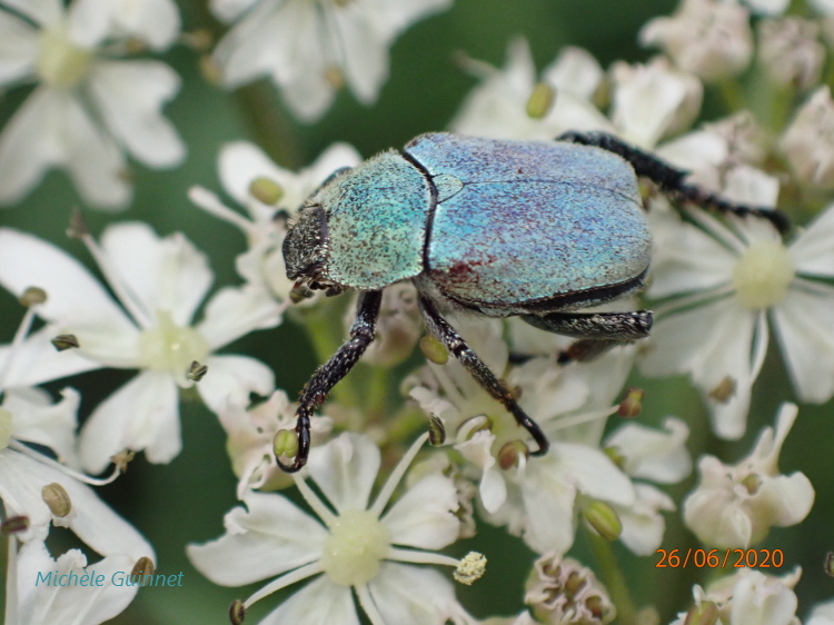 Michèle Guinnet - Hoplia (Hoplia) argentea - réf. 277184 (750 x 562 pixels, 203 ko)