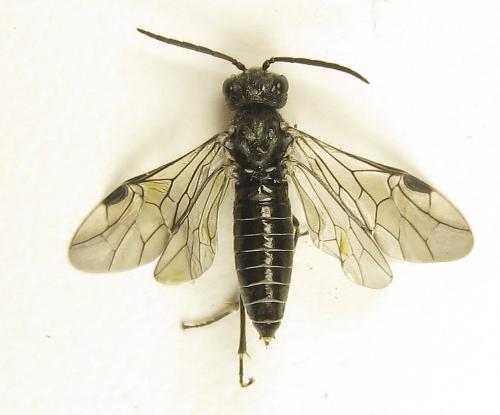 Loderus genucinctus