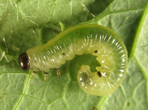 Réf. 278 472 : Pristiphora thalictri