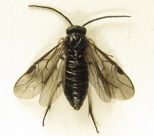 Réf. 278 478 : Pristiphora thalictri