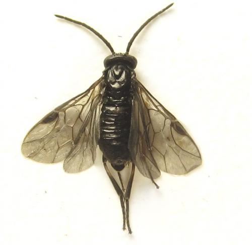 Réf. 278 884 : Pristiphora thalictri