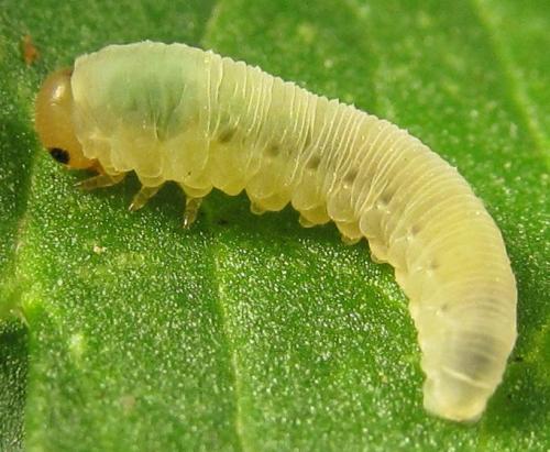 Empria parvula