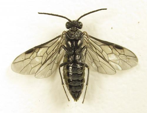 Réf. 278 073 : Empria parvula