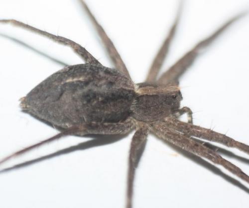 Réf. 278 294 : Rothus aethiopicus