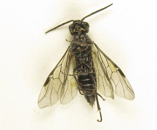 Loderus genucinctus