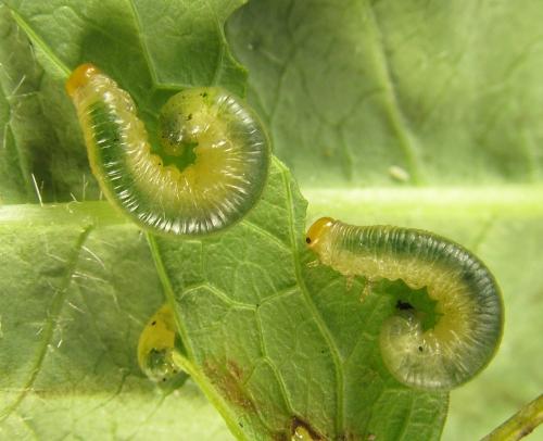 Réf. 278 473 : Pristiphora thalictri