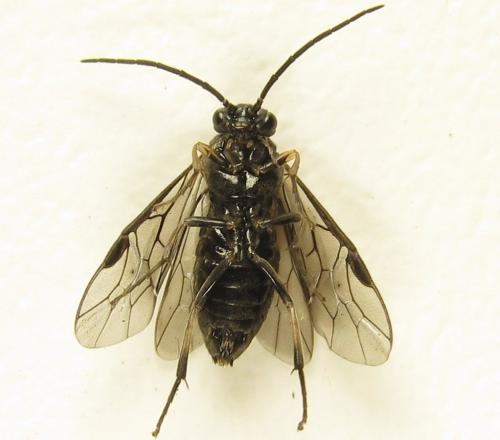Réf. 278 479 : Pristiphora thalictri
