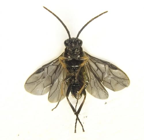 Réf. 278 885 : Pristiphora thalictri