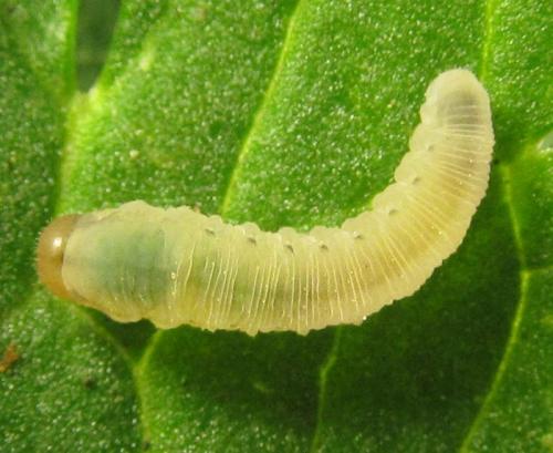 Empria parvula