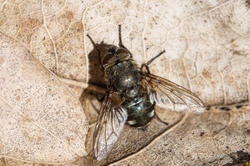 Réf. 278 853 : Pollenia sp.