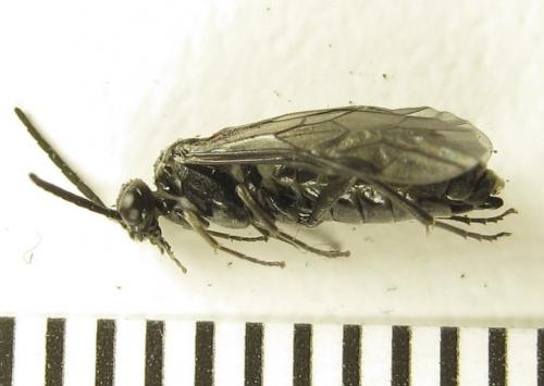 Réf. 278 074 : Empria parvula
