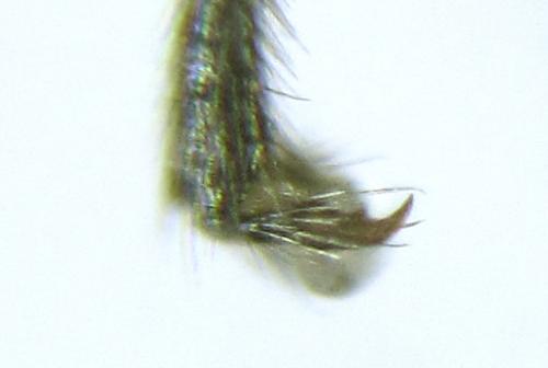 Loderus genucinctus