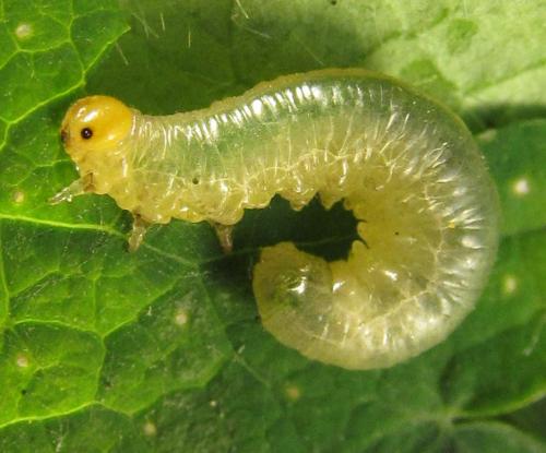 Réf. 278 474 : Pristiphora thalictri
