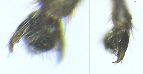 Réf. 278 480 : Pristiphora thalictri