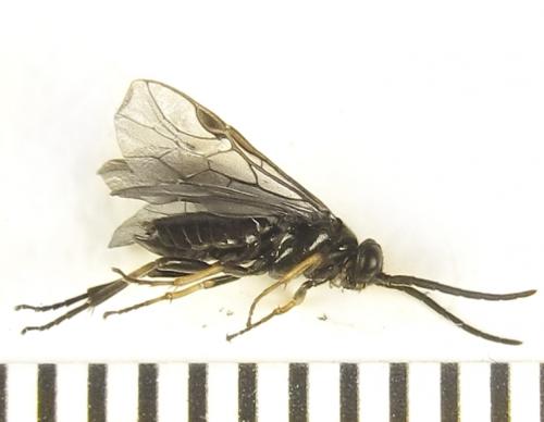 Réf. 278 886 : Pristiphora thalictri