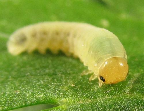 Empria parvula