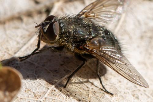 Réf. 278 856 : Pollenia sp.