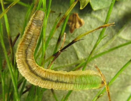 Loderus genucinctus
