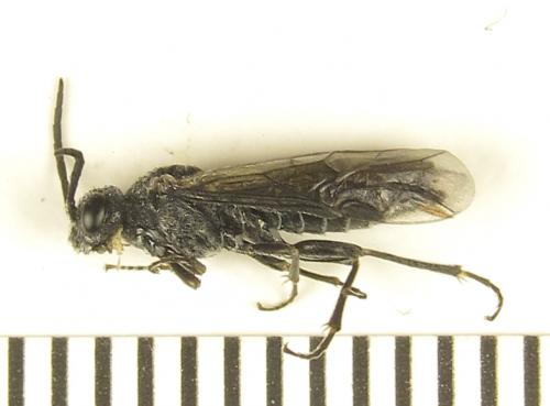 Réf. 278 455 : Loderus genucinctus