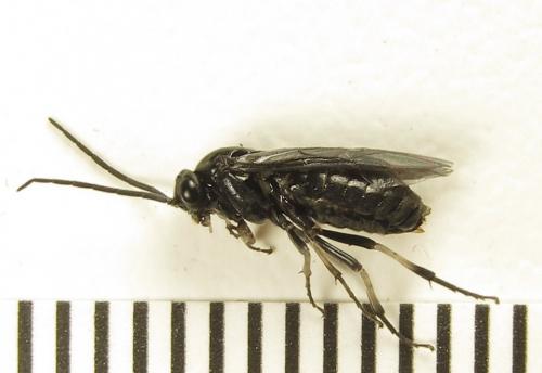 Réf. 278 481 : Pristiphora thalictri
