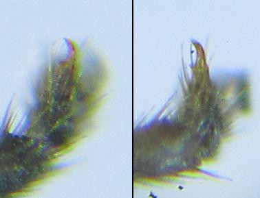 Réf. 278 888 : Pristiphora thalictri