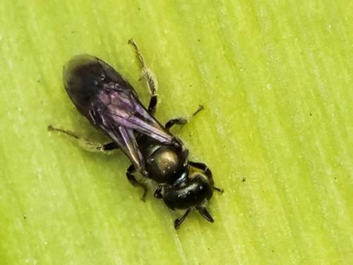 Lasioglossum sp.