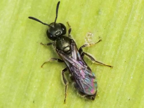 Réf. 278 979 : Lasioglossum sp.
