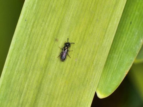 Lasioglossum sp.